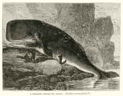 A Stranded Spermaceti Whale (Catodon Macrocephalus) by English School